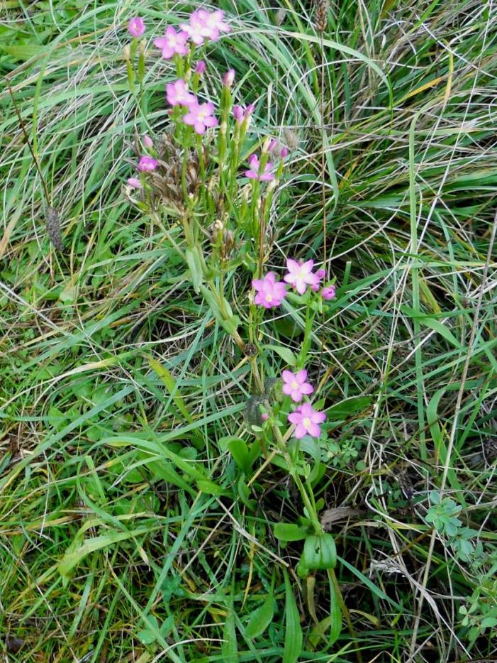 Centaurium erythraea